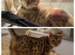 Chrip aka Aslan - Bengal Cat For Sale - Oklahoma City&comma; OK&comma; US