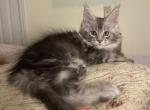 Smokey and Autumn - Maine Coon Cat For Sale - Corwin&comma; OH&comma; US