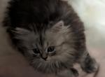 Adorable Silver Shaded Persian Male Kitten - Persian Cat For Sale - Perry&comma; FL&comma; US