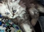 Playful CFA Registered Male Persian Kitten - Persian Cat For Sale - Perry&comma; FL&comma; US