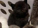 Chunky kittens - Scottish Fold Cat For Sale - Tukwila&comma; WA&comma; US