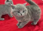Baron - British Shorthair Cat For Sale - Brooklyn&comma; NY&comma; US