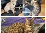 Ozlo aka Jaxs - Bengal Cat For Sale - Oklahoma City&comma; OK&comma; US