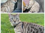 Griffin aka Phoenix - Bengal Cat For Sale - Oklahoma City&comma; OK&comma; US