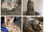 Khan aka Lennox - Bengal Cat For Sale - Oklahoma City&comma; OK&comma; US