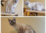 Luz aka Sterling - Bengal Cat For Sale - Oklahoma City&comma; OK&comma; US
