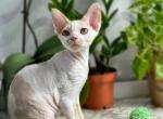 Maxwell 2 - Devon Rex Cat For Sale - Chicago&comma; IL&comma; US