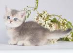 Tiny scottish kilt blue golden munchkin standard - Munchkin Cat For Sale - TX&comma; US