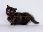 Salli munchkin standard baby girl black tortie - Munchkin Cat For Sale - TX&comma; US