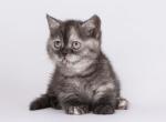 Sandra munchkin standard black smoke tortie - Munchkin Cat For Sale - TX&comma; US