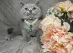 Bella - British Shorthair Cat For Sale - Fort Wayne&comma; IN&comma; US