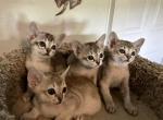 Sophia April babies - Singapura Cat For Sale - Mocksville&comma; NC&comma; US