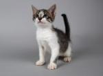 Kitty1 - Domestic Cat For Sale - New York&comma; NY&comma; US