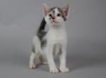 Kitty2 - Domestic Cat For Sale - New York&comma; NY&comma; US