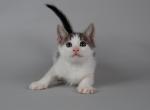 Kitty3 - Domestic Cat For Sale - New York&comma; NY&comma; US