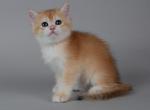 British H4 - British Shorthair Cat For Sale - New York&comma; NY&comma; US