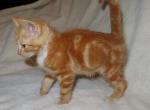 Copper - Domestic Cat For Sale - New Holland&comma; PA&comma; US
