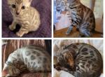 Bert aka Keanu - Bengal Cat For Sale - Oklahoma City&comma; OK&comma; US