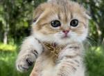 Golden spotted girl - Scottish Fold Cat For Sale - Sun City Center&comma; FL&comma; US