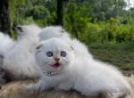 Golden chinchilla point boy - Scottish Fold Cat For Sale - Sun City Center&comma; FL&comma; US