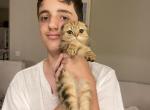 Golden marble boy - Scottish Fold Cat For Sale - Sun City Center&comma; FL&comma; US
