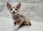 Caesar cream bicolor Devon Rex baby boy - Devon Rex Cat For Sale - TX&comma; US