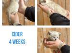 Cider - Bengal Cat For Sale - ME&comma; US