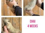 Chai - Bengal Cat For Sale - ME&comma; US