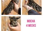 Mocha - Bengal Cat For Sale - ME&comma; US