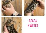 Cocoa - Bengal Cat For Sale - ME&comma; US