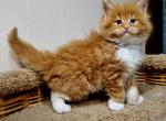 Nicole - Maine Coon Cat For Sale - Miami&comma; FL&comma; US