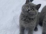 Elsie - British Shorthair Cat For Sale - Vancouver&comma; WA&comma; US
