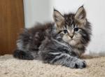 Naomi - Maine Coon Cat For Sale - Miami&comma; FL&comma; US