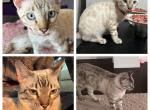 Taz aka Niko - Bengal Cat For Sale - Oklahoma City&comma; OK&comma; US