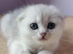 Harry - Scottish Fold Cat For Sale - New York&comma; NY&comma; US
