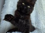 Justin - Maine Coon Cat For Sale - Charlotte&comma; NC&comma; US