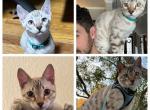 Yogi aka Gage - Bengal Cat For Sale - Oklahoma City&comma; OK&comma; US