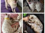 Rajah aka Brixton - Bengal Cat For Sale - Oklahoma City&comma; OK&comma; US