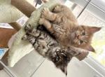Muffasa - Maine Coon Cat For Sale - Turlock&comma; CA&comma; US