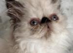 ON HOLD FOR AMY Extreme Tortie point Female - Persian Cat For Sale - Clay&comma; PA&comma; US