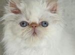 ON HOLD FOR LANI Flame point girl - Persian Cat For Sale - Clay&comma; PA&comma; US