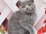 Milka - British Shorthair Cat For Sale - Los Angeles&comma; CA&comma; US