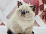 Garfild - British Shorthair Cat For Sale - Los Angeles&comma; CA&comma; US