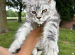 Boy A - Maine Coon Cat For Sale - Kansas City&comma; MO&comma; US