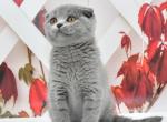 Mila - Scottish Fold Cat For Sale - Chicago&comma; IL&comma; US