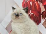Garfild - British Shorthair Cat For Sale - Chicago&comma; IL&comma; US