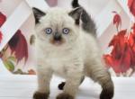 Gucci - British Shorthair Cat For Sale - Chicago&comma; IL&comma; US