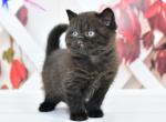 Gector - British Shorthair Cat For Sale - Chicago&comma; IL&comma; US