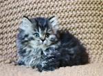 Athena the fluffy munchkin kitten - Munchkin Cat For Sale - Iva&comma; SC&comma; US