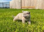 April plushy teddy bear lilac british baby boy - British Shorthair Cat For Sale - TX&comma; US